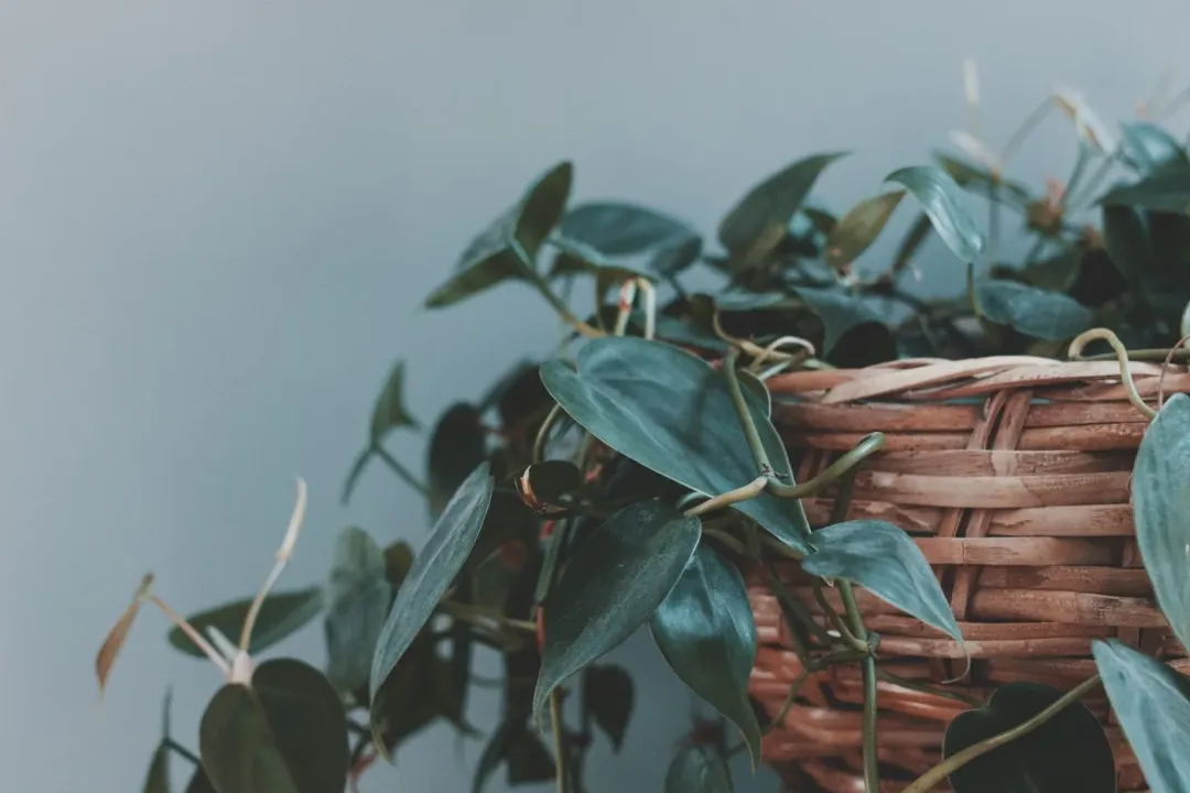 A healthy houseplant cared for with Leafora