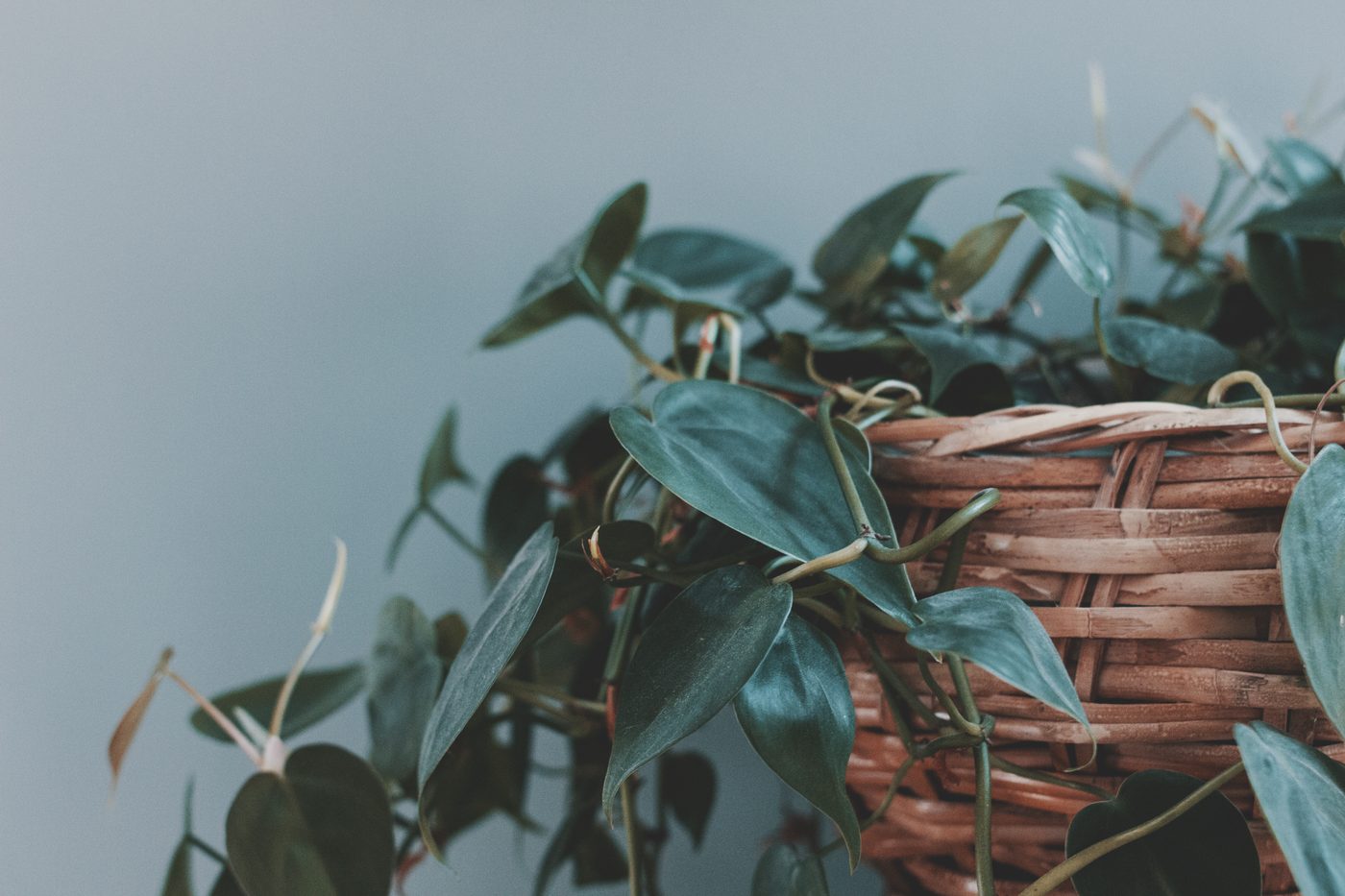 Houseplant visual used as open context for Leafora plant care workflows