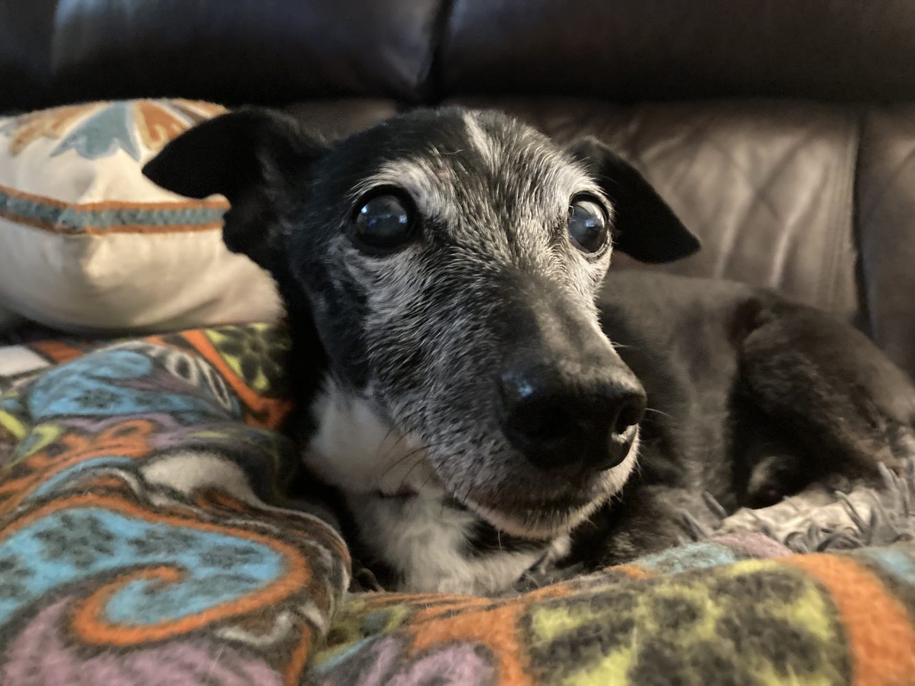 Small senior dog used as open visual context for FurSphere pet care workflows