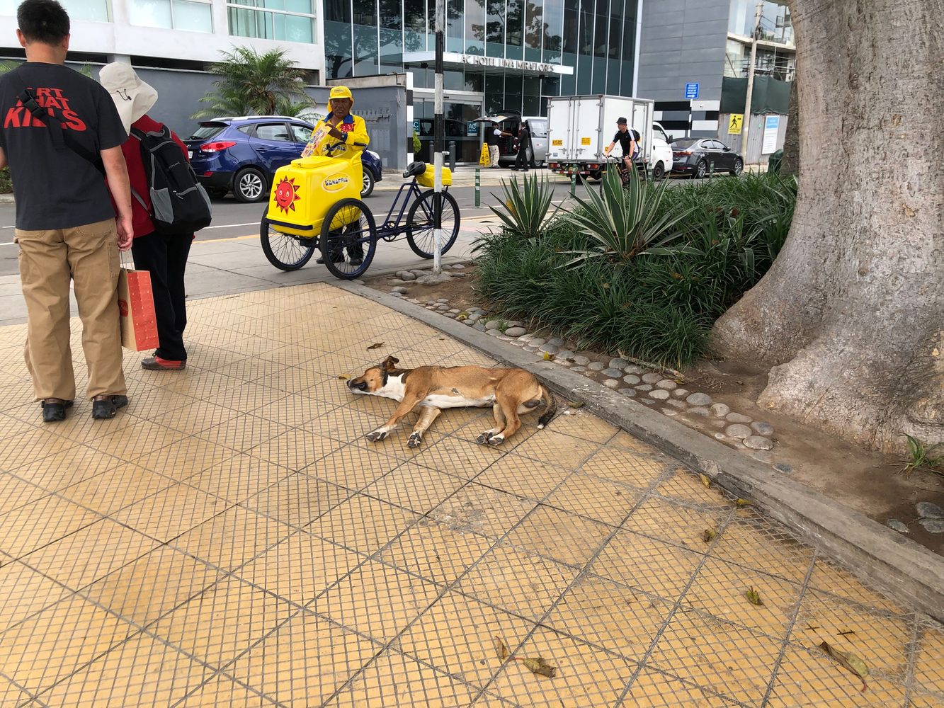 Urban stray dog used as open visual context for Community Stray Lookout reports